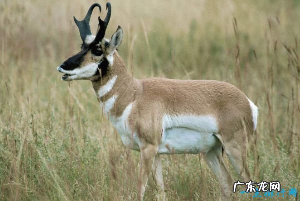 世界十大最快的动物 有一种驴子跑的比老虎还快