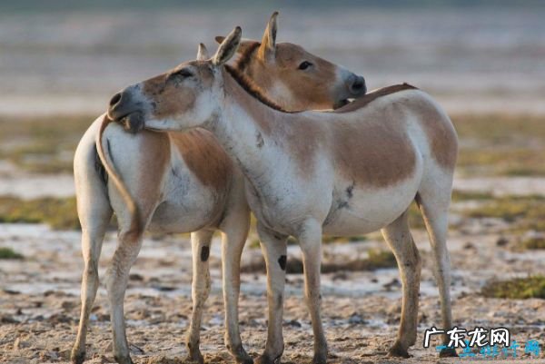 世界十大最快的动物 有一种驴子跑的比老虎还快