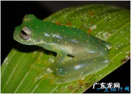 世界上最没有隐私的蛙，玻璃蛙腹部皮肤透明，内脏清晰可见