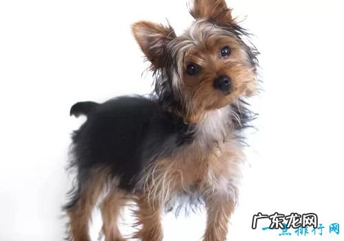 世界名犬排名 你知道几个