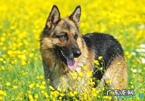 世界名犬排名 你知道几个