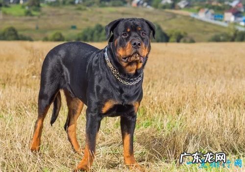 世界名犬排名 你知道几个