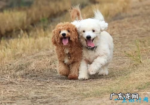 世界名犬排名 你知道几个