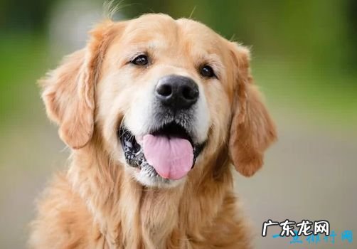 世界名犬排名 你知道几个