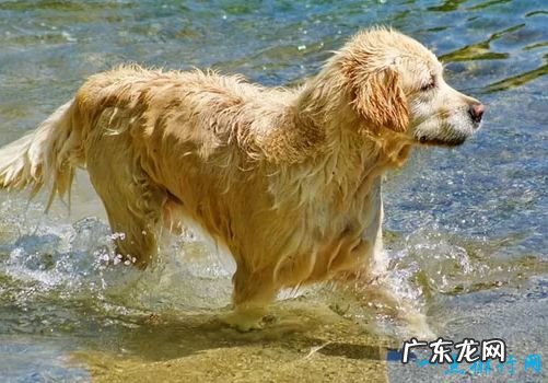 世界名犬排名 你知道几个