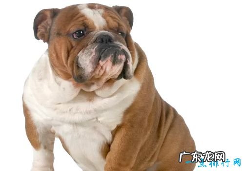 世界名犬排名 你知道几个