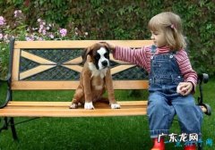 世界名犬排名 你知道几个