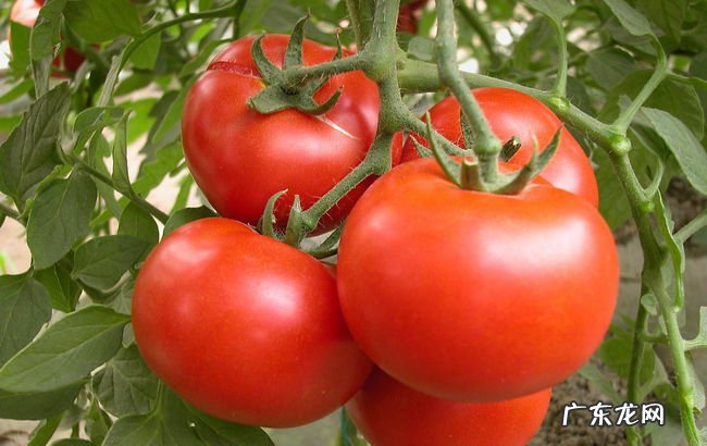 10种顶级抗衰老食物 比抗衰老针还要管用