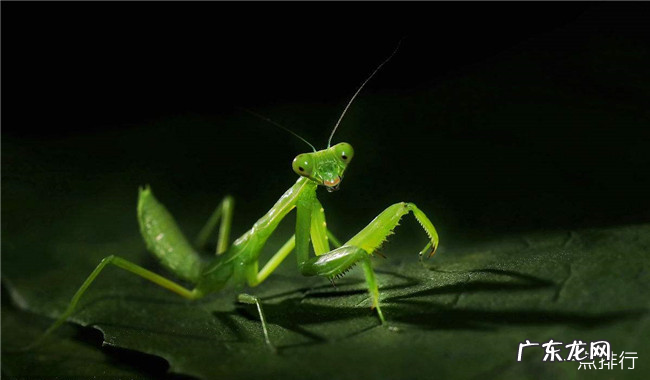 对人类有益的动物有哪些 十大对人类有益的动物排行