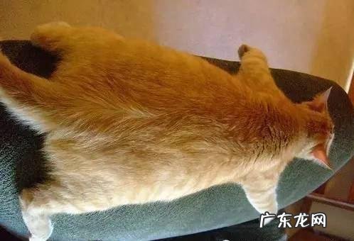 为什么会有橘猫容易长成胖子的说法