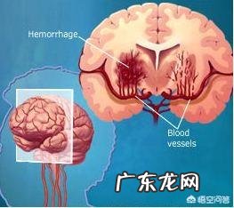 为什么会有橘猫容易长成胖子的说法