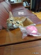 为什么会有橘猫容易长成胖子的说法
