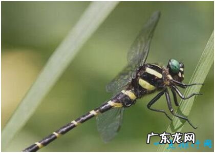 世界上最可怕的蜻蜓，鬼蜻蜓脚上刚毛如铁钩，飞行声音似轰炸机