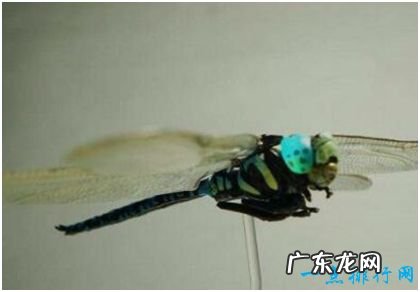 世界上最可怕的蜻蜓，鬼蜻蜓脚上刚毛如铁钩，飞行声音似轰炸机