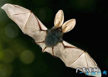 世界十大珍稀动物 斑鳖全球三只最濒危