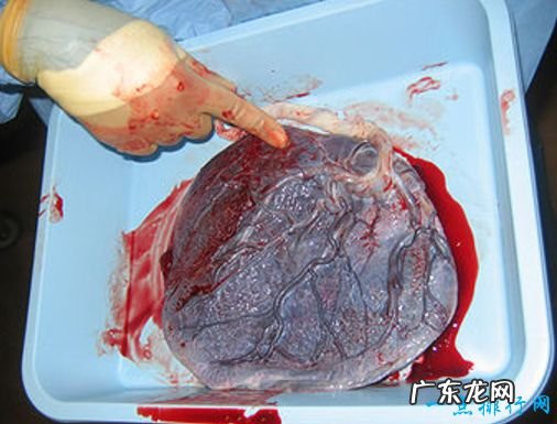 全球十大恶心食品 不知道贝爷吃过哪几种!