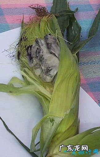 全球十大恶心食品 不知道贝爷吃过哪几种!