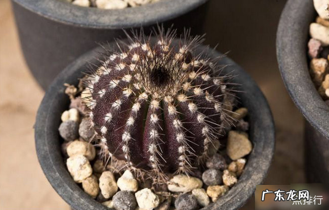 仙人球十大品种排名 仙人球哪个品种最好看