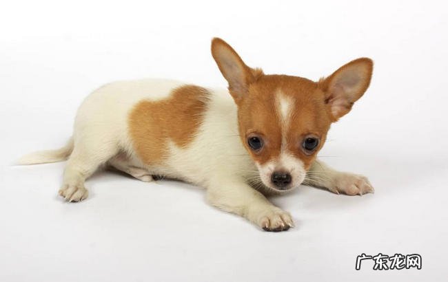 十大便宜好养的宠物狗 中华田园犬最为好养