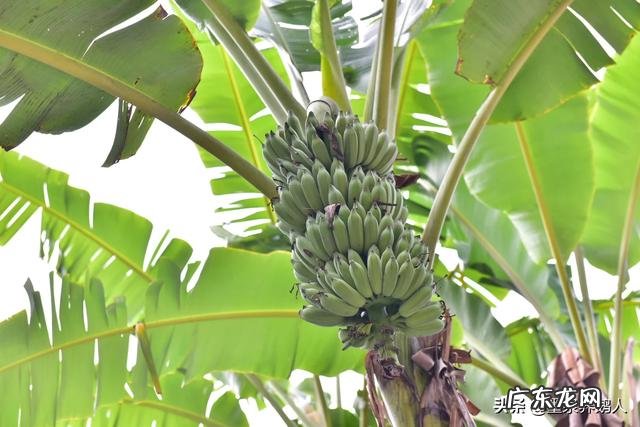 疫情期间,被隔离的人都是怎么生活呢