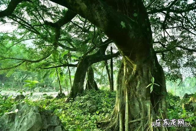 疫情期间,被隔离的人都是怎么生活呢