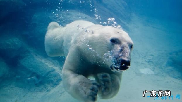 世界上最大的熊Top10 大熊猫全球第七！