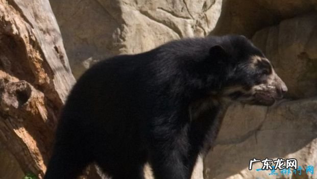 世界上最大的熊Top10 大熊猫全球第七！