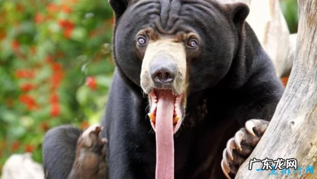 世界上最大的熊Top10 大熊猫全球第七！