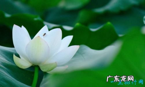 世界上最美的花 最漂亮的十种花