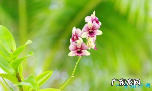 世界上最美的花 最漂亮的十种花