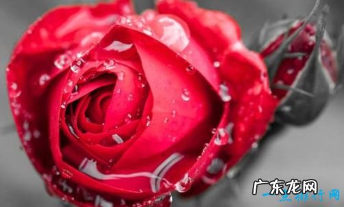 世界上最美的花 最漂亮的十种花