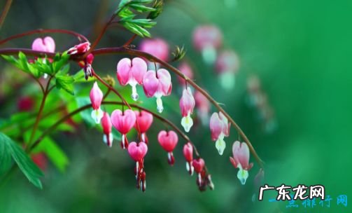 世界上最美的花 最漂亮的十种花