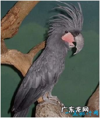 世界上最丑的鹦鹉 毛发稀疏皮肤裸露丑出新高度