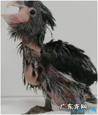 世界上最丑的鹦鹉 毛发稀疏皮肤裸露丑出新高度