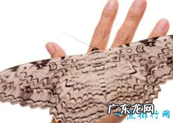 世界上最大的蚊子 现存的巨蚊体型可怕