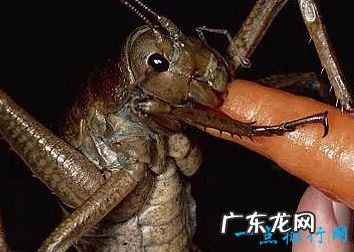 世界上最大的蚊子 现存的巨蚊体型可怕