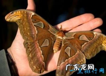 世界上最大的蚊子 现存的巨蚊体型可怕