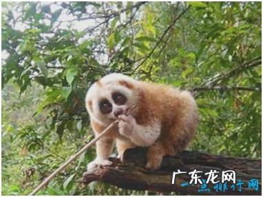 世界上唯一有毒的猴子 蜂猴的皮毛遍布毒素
