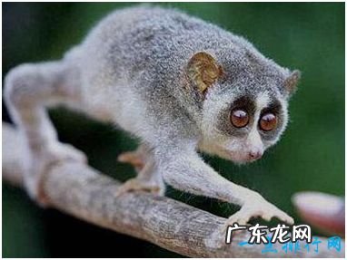 世界上唯一有毒的猴子 蜂猴的皮毛遍布毒素