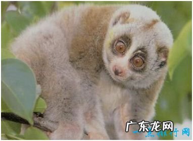 世界上唯一有毒的猴子 蜂猴的皮毛遍布毒素