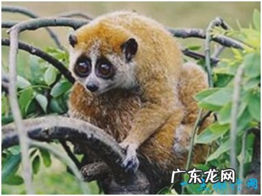 世界上唯一有毒的猴子 蜂猴的皮毛遍布毒素