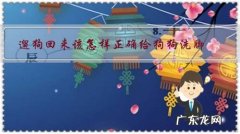 怎么给狗狗洗脚 遛狗回来该怎样正确给狗狗洗脚？