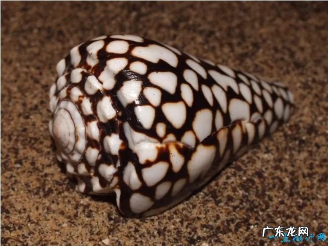 世界十大毒王 世界上最毒的动物