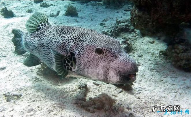 世界十大毒王 世界上最毒的动物