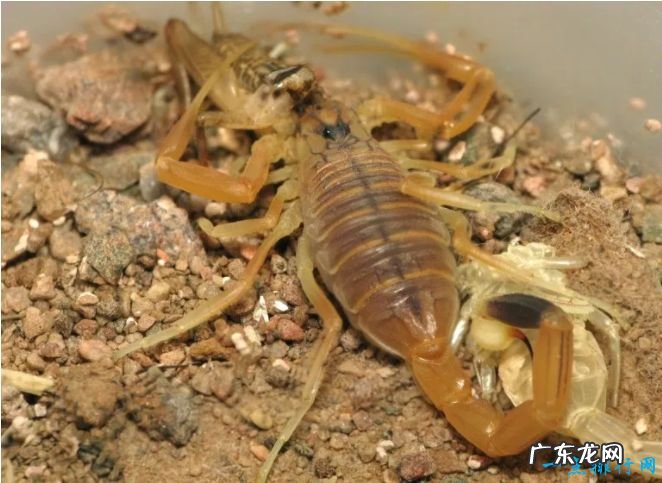 世界十大毒王 世界上最毒的动物