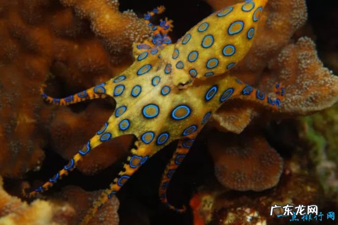 世界十大毒王 世界上最毒的动物