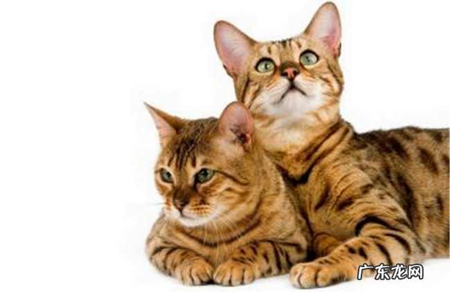 世界十大最凶的猫排名 帕拉斯猫500万年未进化