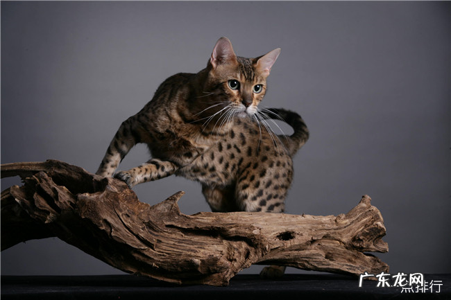 世界十大最凶的猫排名 帕拉斯猫500万年未进化