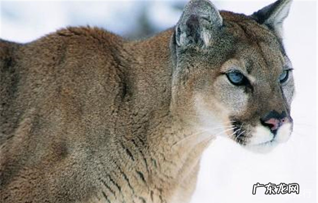 世界十大最凶的猫排名 帕拉斯猫500万年未进化