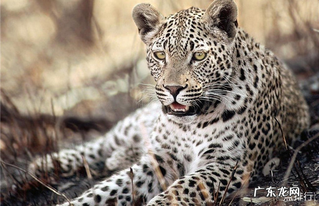 世界十大最凶的猫排名 帕拉斯猫500万年未进化